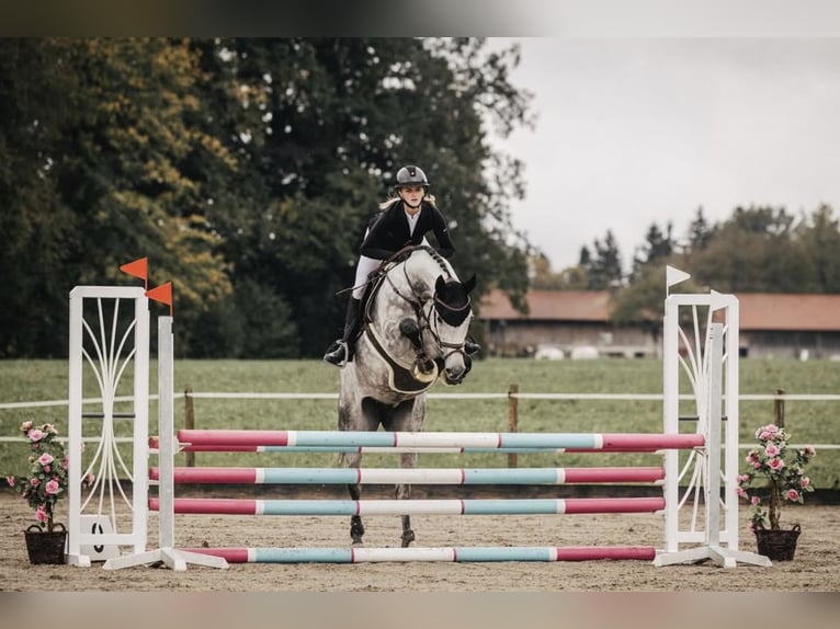 Holsteiner Stute 6 Jahre 170 cm Schimmel in Rosenheim