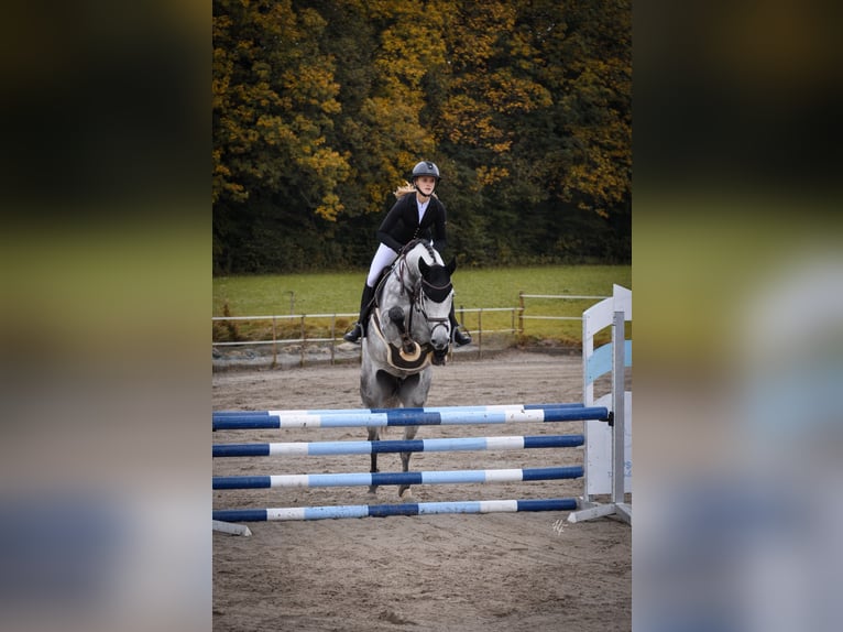 Holsteiner Stute 6 Jahre 170 cm Schimmel in Rosenheim