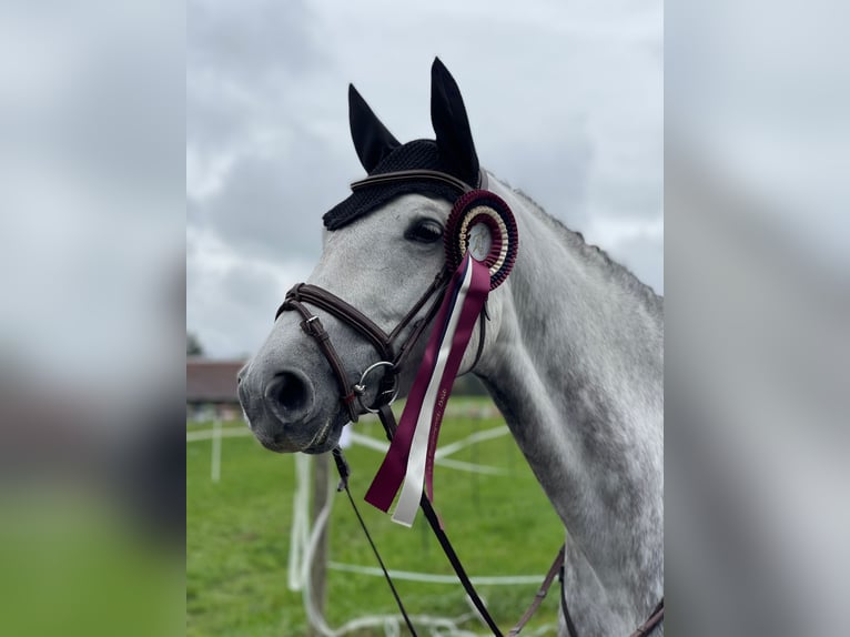 Holsteiner Stute 6 Jahre 170 cm Schimmel in Rosenheim