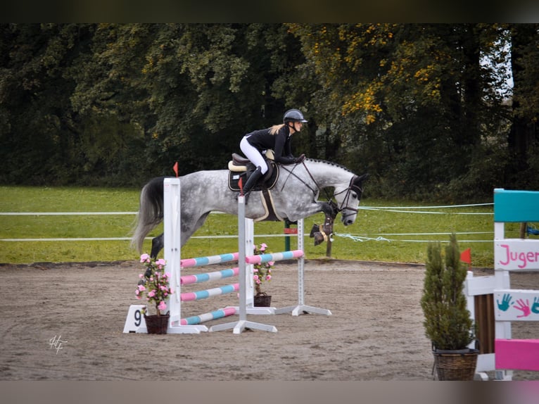 Holsteiner Stute 6 Jahre 170 cm Schimmel in Rosenheim