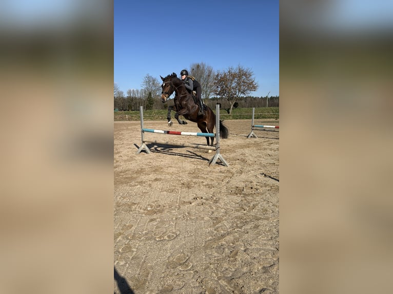 Holsteiner Stute 6 Jahre 172 cm Brauner in Babenhausen