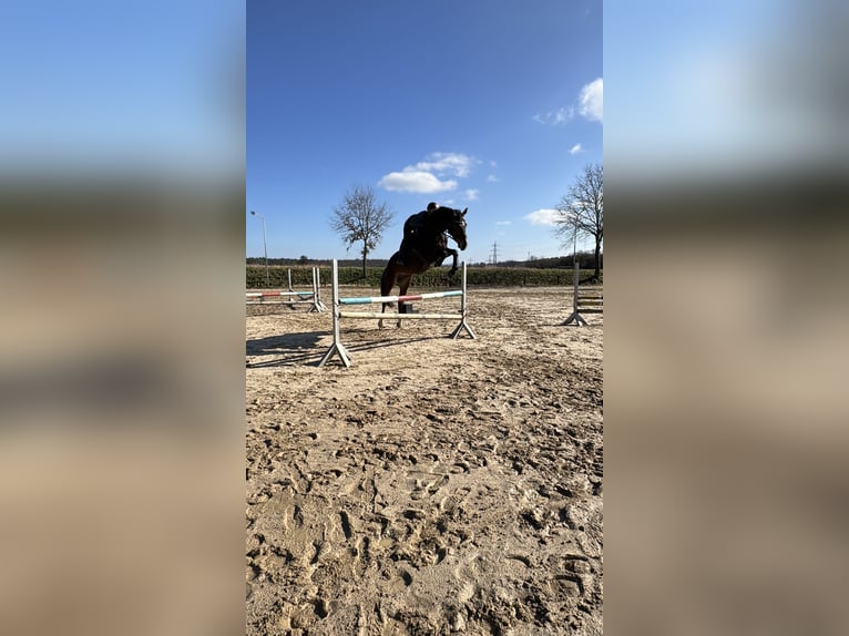Holsteiner Stute 6 Jahre 172 cm Brauner in Babenhausen