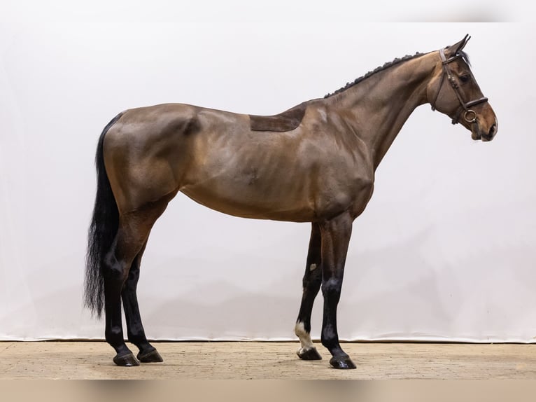 Holsteiner Stute 6 Jahre 172 cm Brauner in Waddinxveen