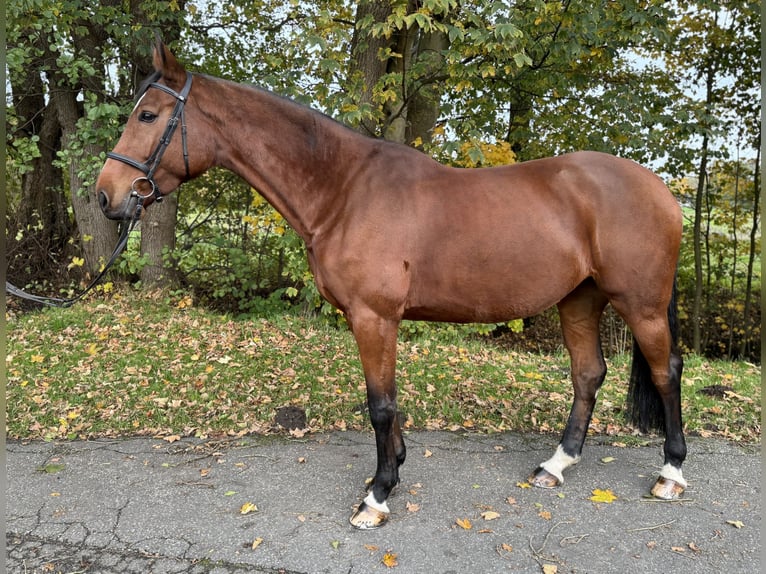 Holsteiner Stute 6 Jahre 172 cm Brauner in Oersdorf