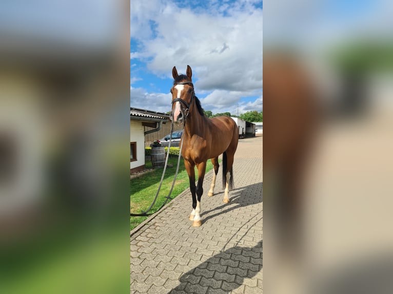 Holsteiner Stute 6 Jahre 172 cm Brauner in Lebach