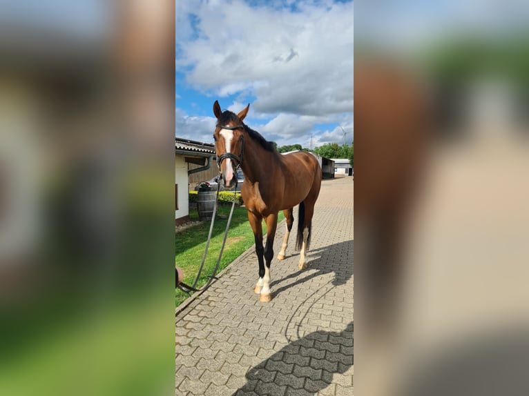Holsteiner Stute 6 Jahre 172 cm Brauner in Lebach