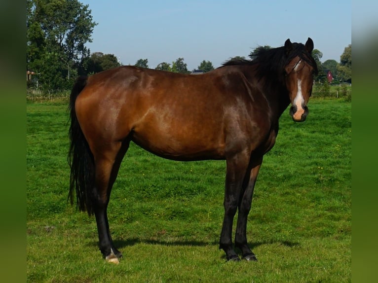 Holsteiner Stute 6 Jahre 172 cm Brauner in Kaiser-Wilhelm-Koog