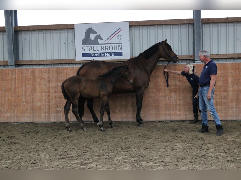 Holsteiner Stute 6 Jahre 172 cm Brauner in Kaiser-Wilhelm-Koog