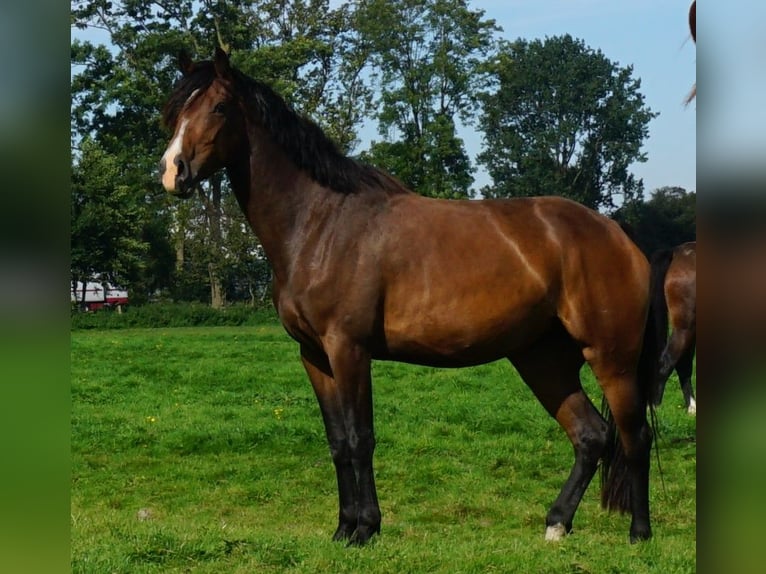 Holsteiner Stute 6 Jahre 172 cm Brauner in Kaiser-Wilhelm-Koog