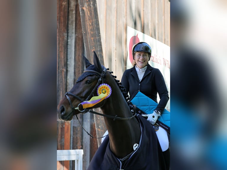 Holsteiner Stute 6 Jahre 172 cm Dunkelbrauner in Aschheim