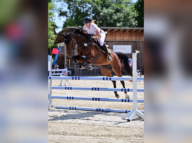 Holsteiner Stute 6 Jahre 172 cm Dunkelbrauner in Aschheim