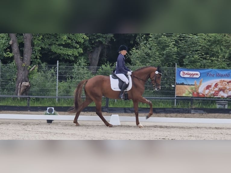 Holsteiner Stute 6 Jahre 172 cm Fuchs in Lübeck