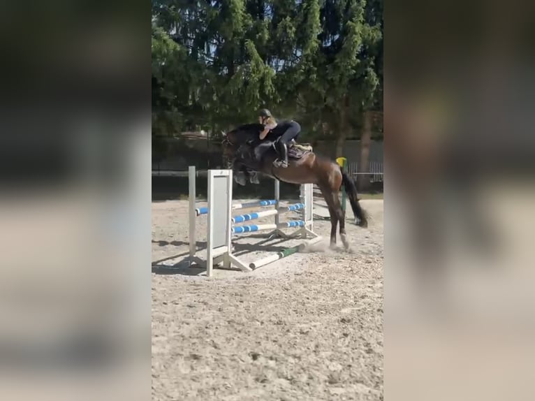 Holsteiner Stute 6 Jahre 173 cm Brauner in Babenhausen