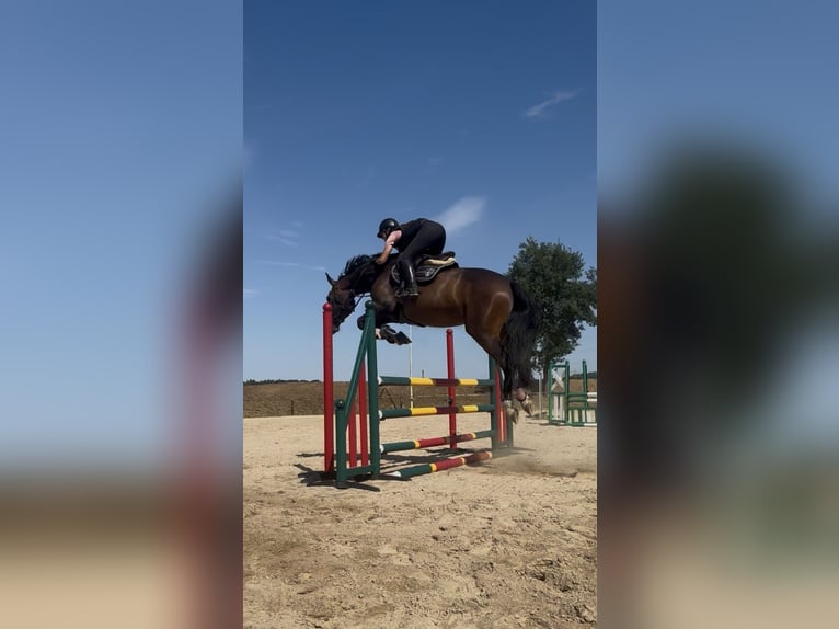 Holsteiner Stute 6 Jahre 173 cm Brauner in Babenhausen