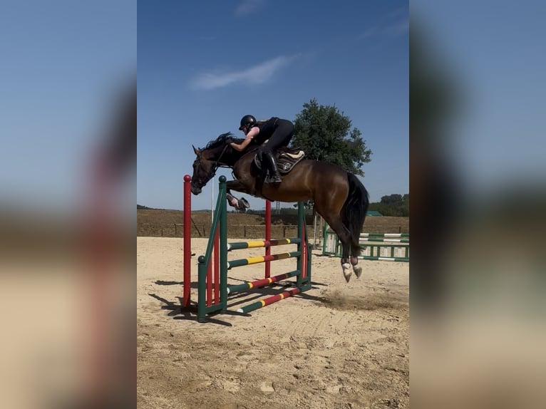 Holsteiner Stute 6 Jahre 173 cm Brauner in Babenhausen