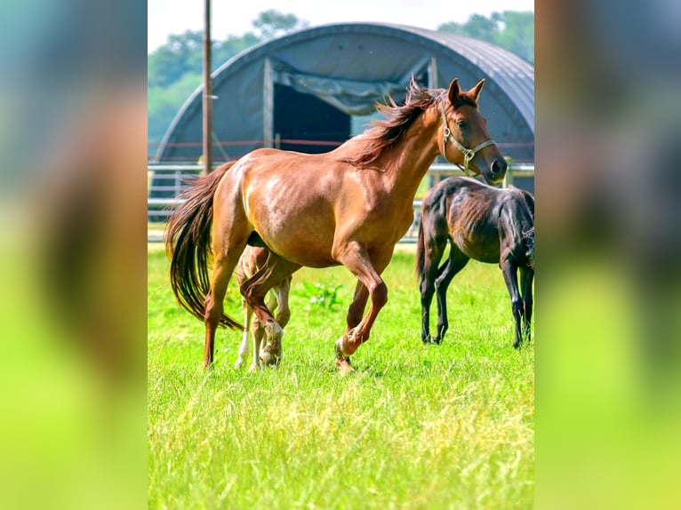 Holsteiner Stute 6 Jahre 173 cm in Langenau