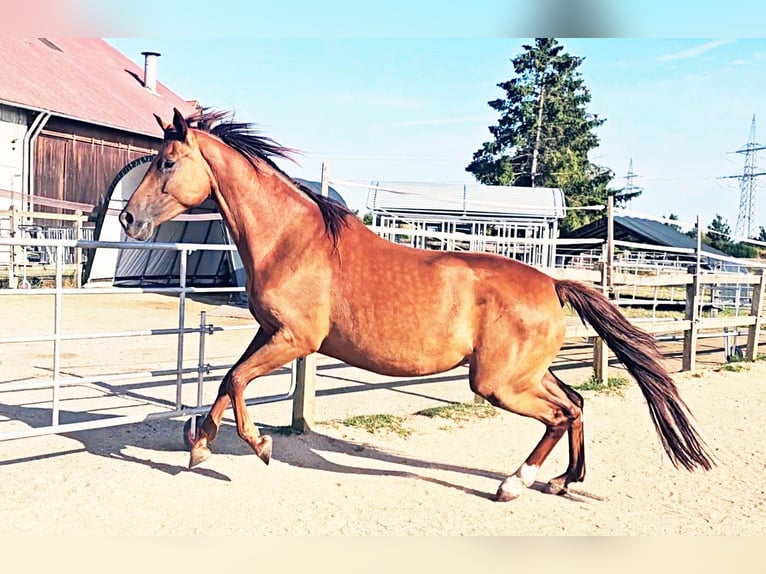 Holsteiner Stute 6 Jahre 173 cm in Langenau