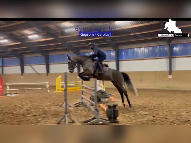 Holsteiner Stute 6 Jahre 174 cm Schimmel in Gadow