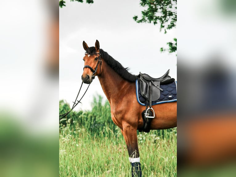 Holsteiner Stute 6 Jahre 175 cm Brauner in Blekendorf