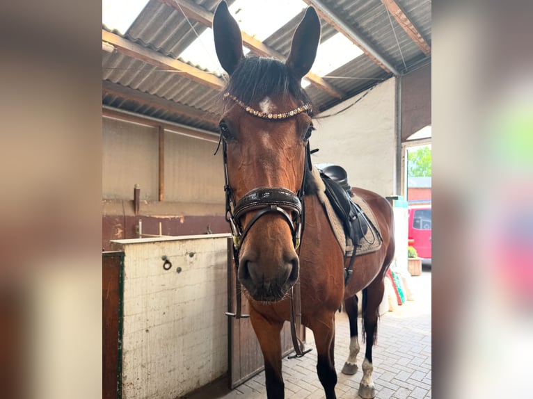 Holsteiner Stute 6 Jahre 175 cm Brauner in Blekendorf