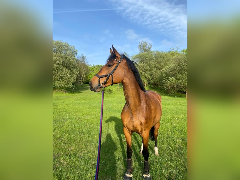 Holsteiner Stute 6 Jahre 175 cm Brauner in Blekendorf