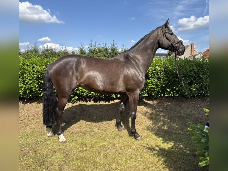 Holsteiner Stute 6 Jahre 176 cm Schwarzbrauner in Sukow