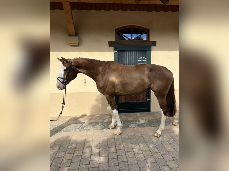 Holsteiner Stute 6 Jahre 179 cm Dunkelfuchs in Hergenfeld