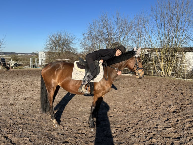 Holsteiner Stute 7 Jahre 160 cm Brauner in Lahnau