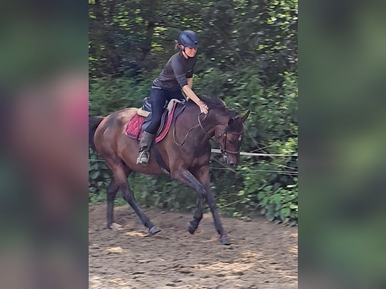 Holsteiner Stute 7 Jahre 160 cm Brauner in Krumstedt