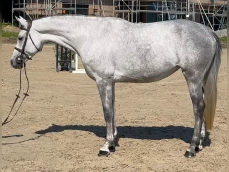 Holsteiner Stute 7 Jahre 161 cm Schimmel in Lindlar