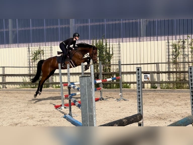 Holsteiner Stute 7 Jahre 162 cm Brauner in Duvensee