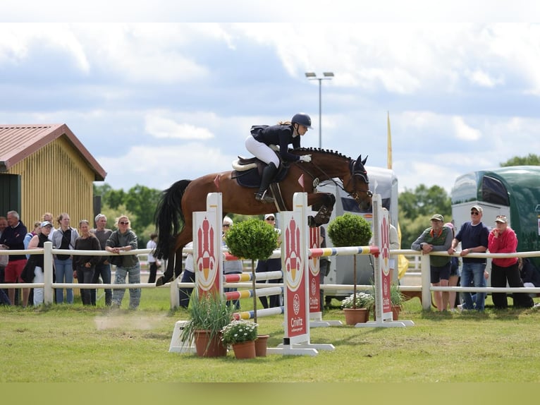 Holsteiner Stute 7 Jahre 162 cm Brauner in Duvensee