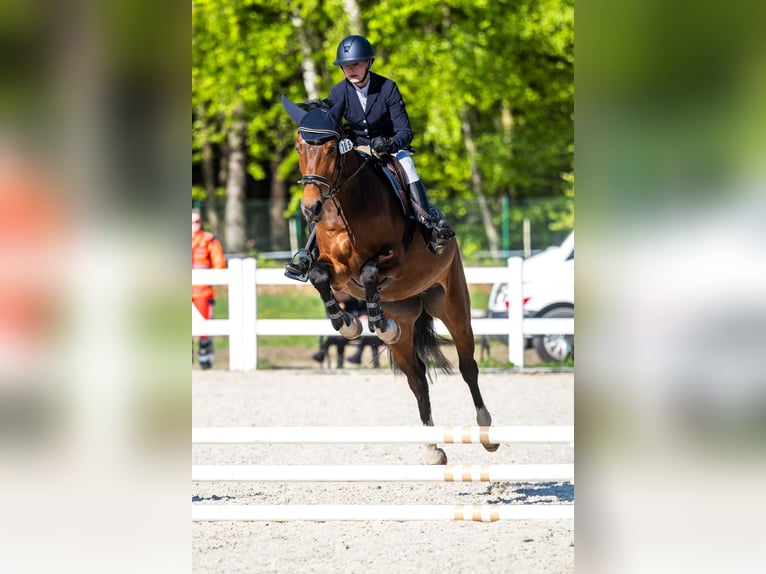 Holsteiner Stute 7 Jahre 162 cm Rappschimmel in SZCZECIN