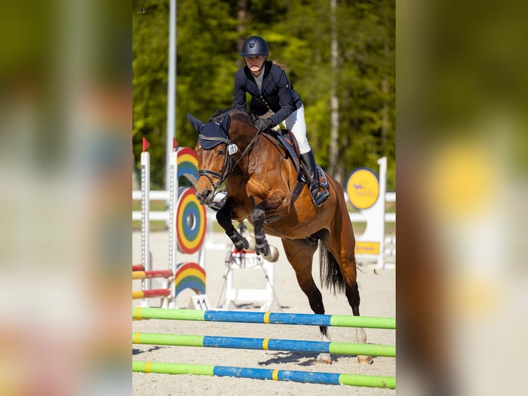 Holsteiner Stute 7 Jahre 162 cm Rappschimmel in SZCZECIN