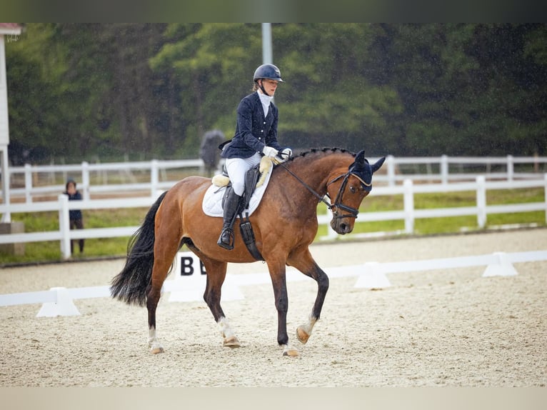 Holsteiner Stute 7 Jahre 162 cm Rappschimmel in SZCZECIN