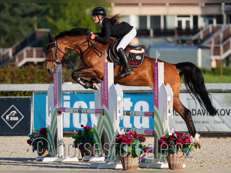 Holsteiner Stute 7 Jahre 163 cm Brauner in Benesov