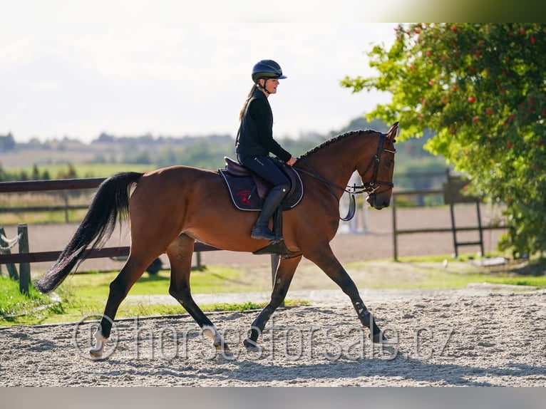 Holsteiner Stute 7 Jahre 163 cm Brauner in Benesov