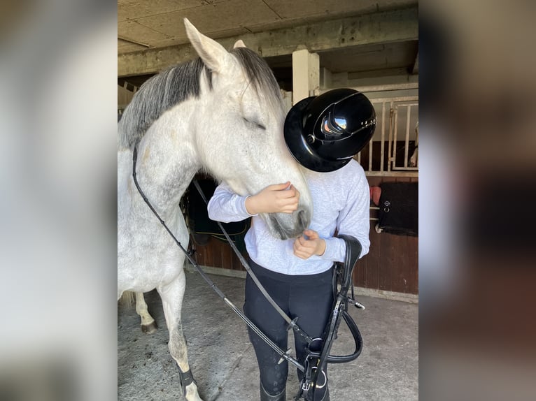 Holsteiner Stute 7 Jahre 163 cm Schimmel in Fredensborg