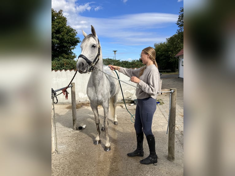 Holsteiner Stute 7 Jahre 163 cm Schimmel in Fredensborg