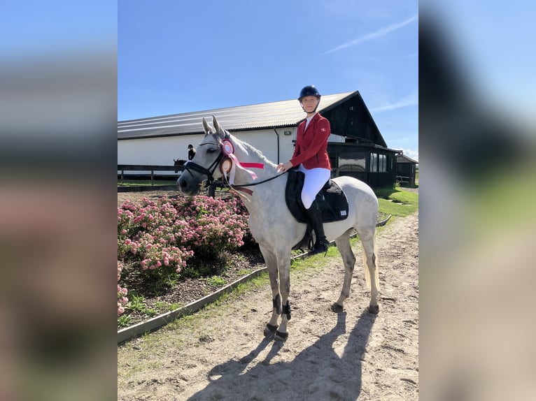 Holsteiner Stute 7 Jahre 163 cm Schimmel in Fredensborg
