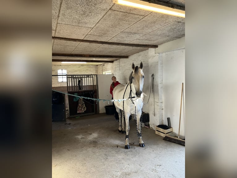 Holsteiner Stute 7 Jahre 163 cm Schimmel in Fredensborg
