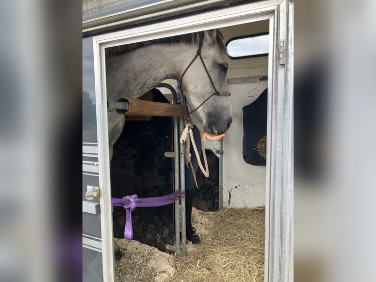 Holsteiner Stute 7 Jahre 163 cm Schimmel in Fredensborg