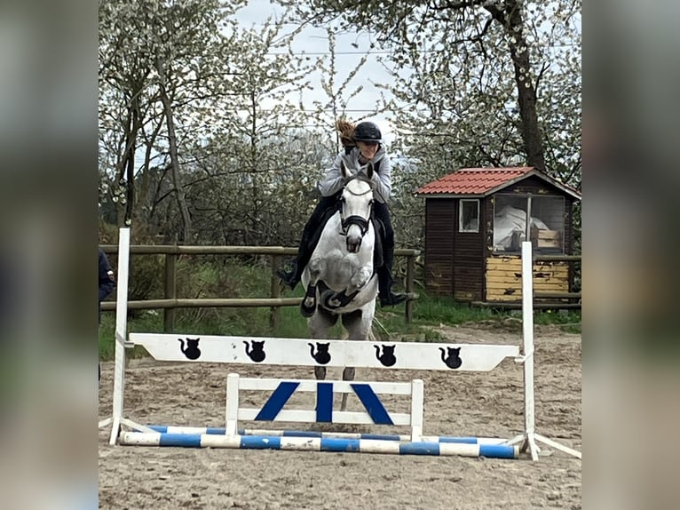Holsteiner Stute 7 Jahre 163 cm Schimmel in Fredensborg