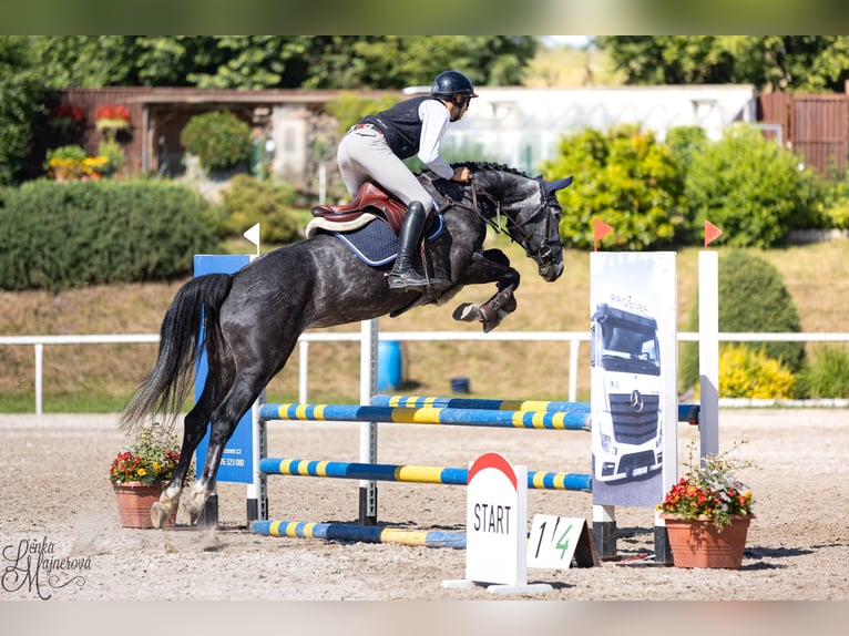 Holsteiner Stute 7 Jahre 163 cm Schimmel in Zduchovice