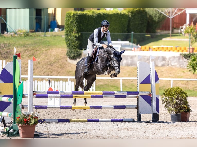 Holsteiner Stute 7 Jahre 163 cm Schimmel in Zduchovice