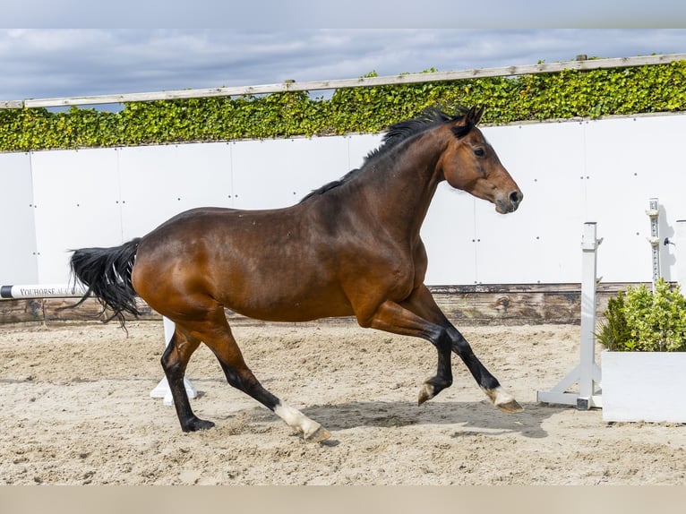 Holsteiner Stute 7 Jahre 164 cm Brauner in Waddinxveen