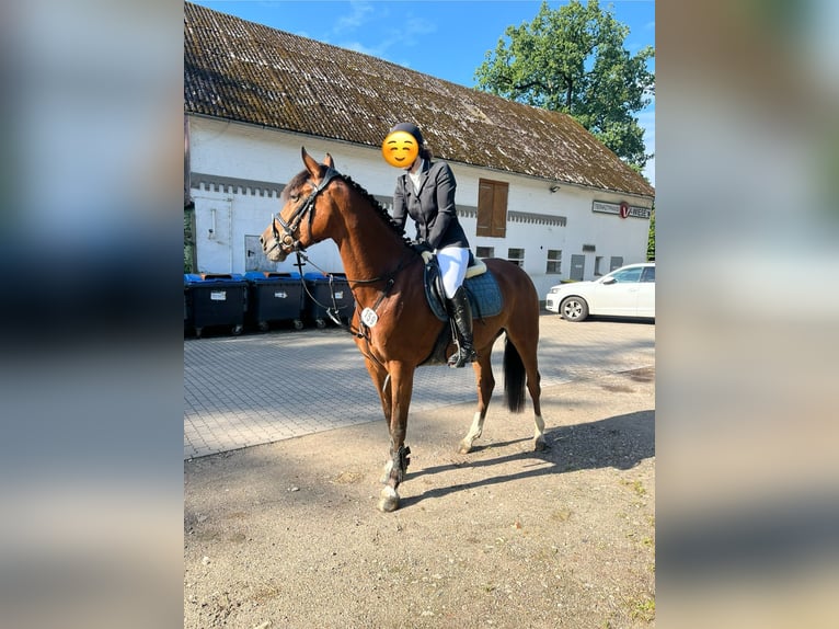 Holsteiner Stute 7 Jahre 165 cm Brauner in Grünental