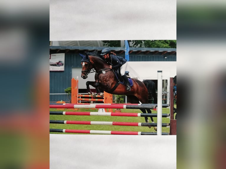 Holsteiner Stute 7 Jahre 165 cm Brauner in Hartenstein