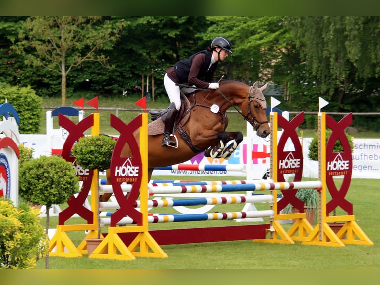 Holsteiner Stute 7 Jahre 165 cm Brauner in Norderstedt