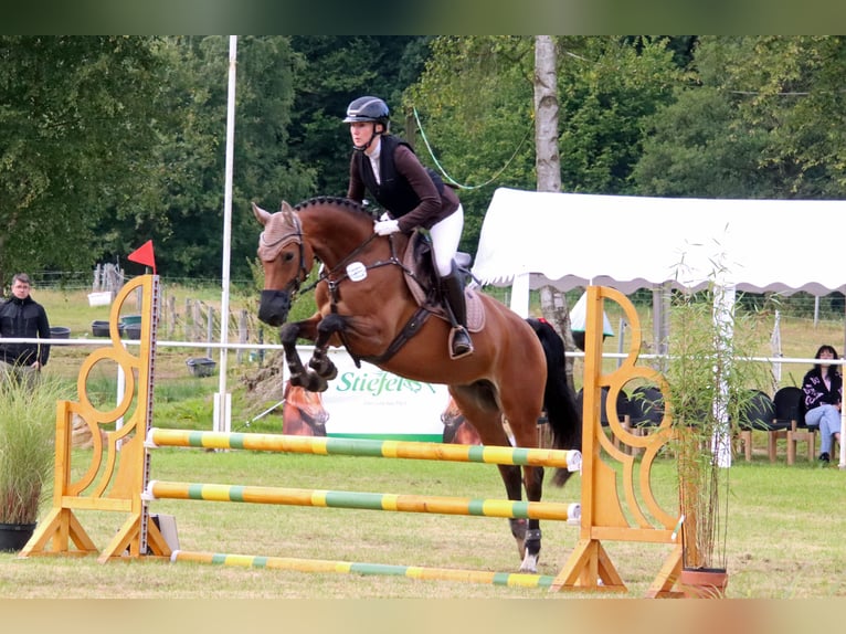 Holsteiner Stute 7 Jahre 165 cm Brauner in Norderstedt